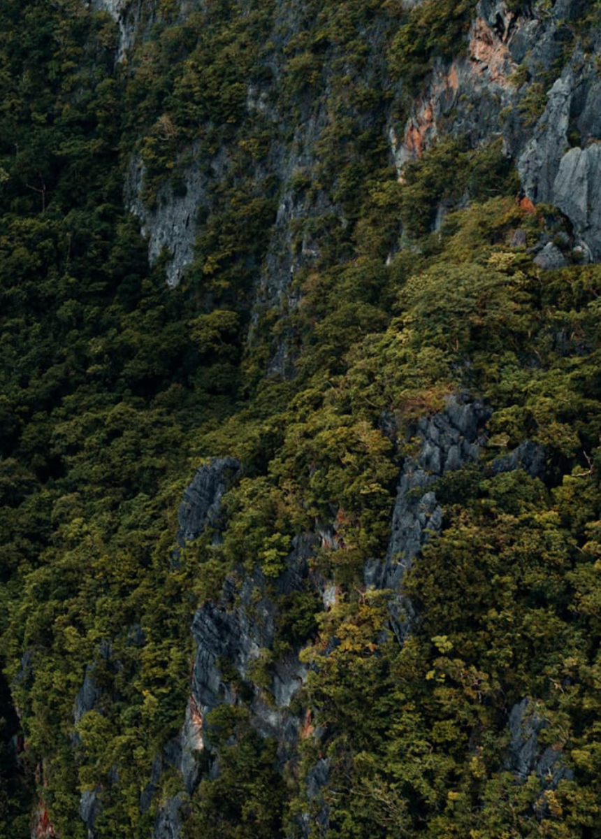 Rainforest